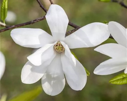 Magnolia kobus Magnolia kobus