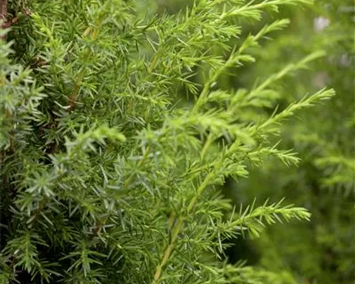 Juniperus communis Juniperus communis