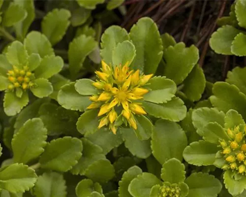 Sedum floriferum 'Weihenstephaner Gold' Sedum floriferum 'Weihenstephaner Gold'