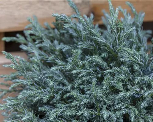 Chamaecyparis pis.'Baby Blue'