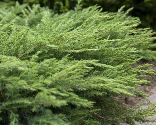 Juniperus conferta 'Slager' Juniperus conferta 'Slager'