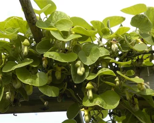 Aristolochia macrophylla Aristolochia macrophylla