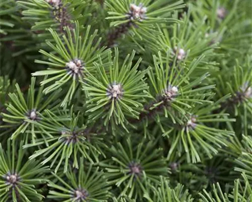 Pinus mugo 'Benjamin' Pinus mugo 'Benjamin'