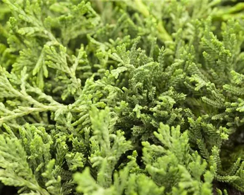 Juniperus horizontalis 'Glauca' Juniperus horizontalis 'Glauca'