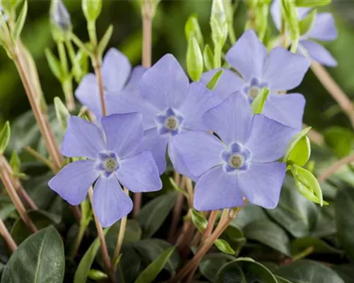 Vinca minor Vinca minor