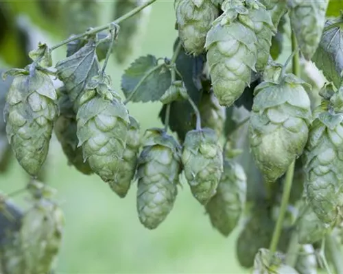 Humulus lupulus Humulus lupulus
