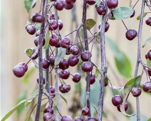 Malus 'Royal Beauty' Malus 'Royal Beauty'