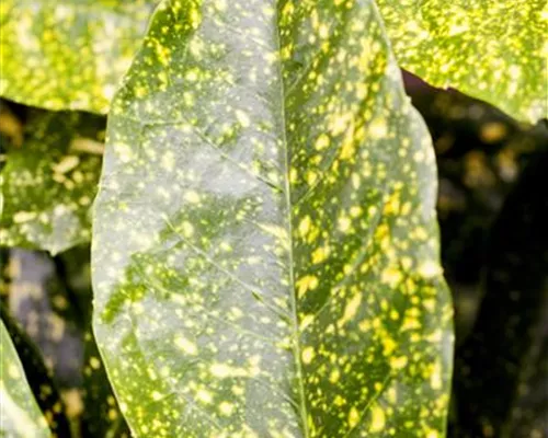Aucuba japonica 'Variegata' Aucuba japonica 'Variegata'