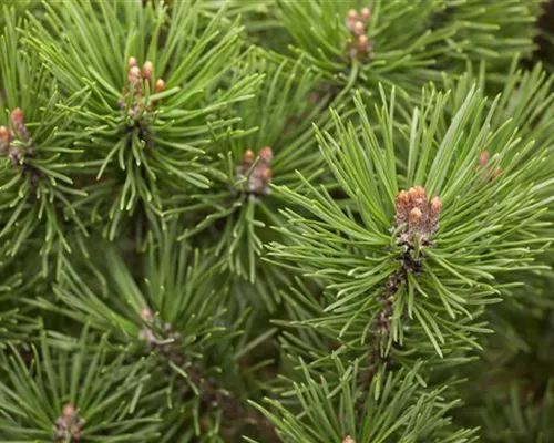 Pinus mugo 'Mops' Pinus mugo 'Mops'