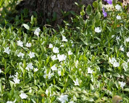 Vinca minor 'Alba' Vinca minor 'Alba'