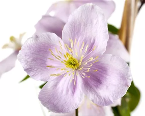 Clematis montana 'Rubens' Clematis montana 'Rubens'