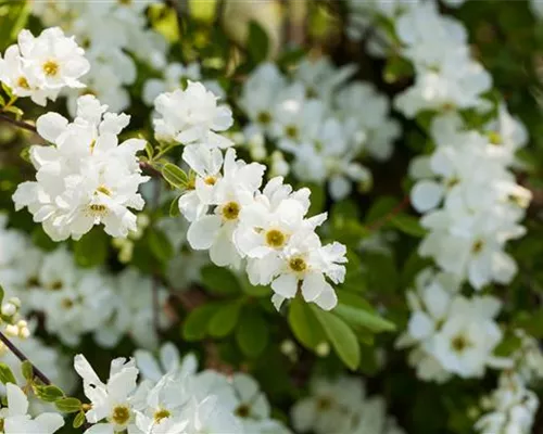 Exochorda macrantha 'The Bride' Exochorda macrantha 'The Bride'