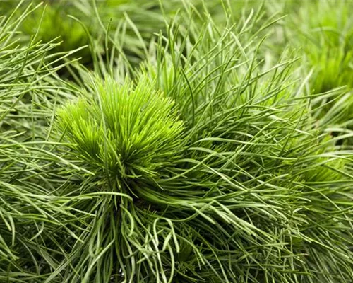 Pinus mugo 'Varella' Pinus mugo 'Varella'