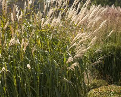 Miscanthus sinensis 'Adagio' Miscanthus sinensis 'Adagio'