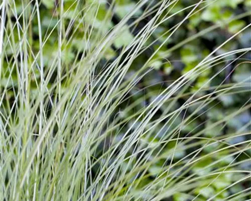 Miscanthus sinensis 'Gracillimus' Miscanthus sinensis 'Gracillimus'