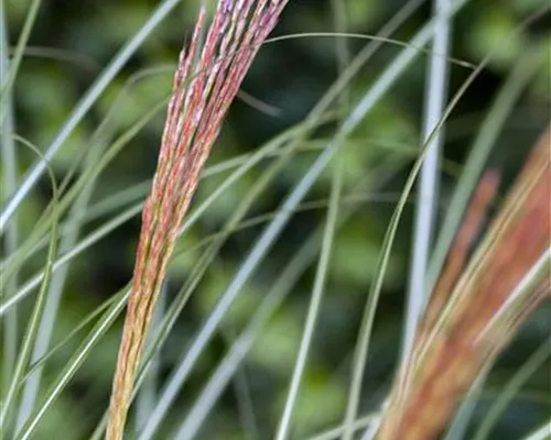 Miscanthus sinensis 'Kleine Silberspinne' Miscanthus sinensis 'Kleine Silberspinne'