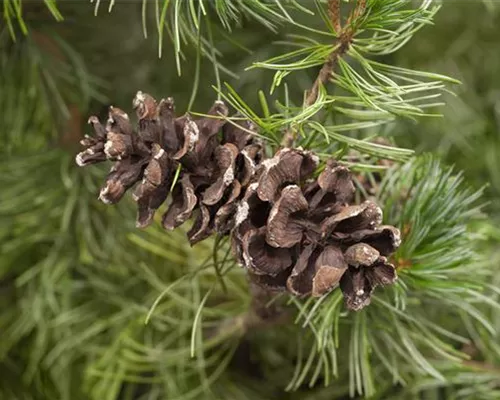 Pinus parviflora 'Tempelhof' Pinus parviflora 'Tempelhof'
