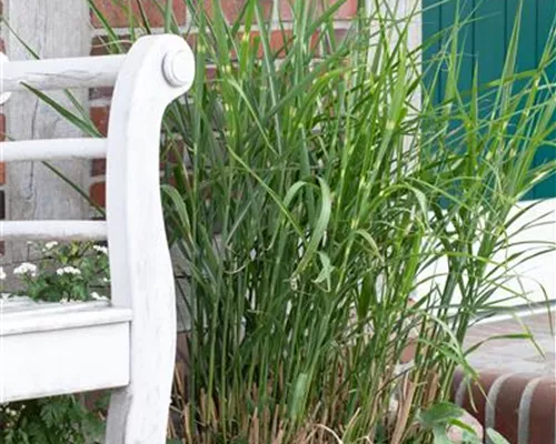 Miscanthus sinensis 'Little Zebra' -R- Miscanthus sinensis 'Little Zebra' -R-