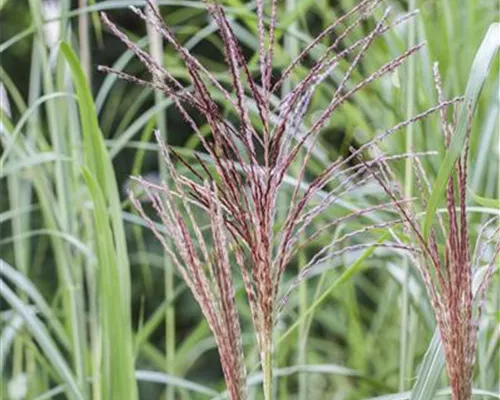 Miscanthus sinensis 'Malepartus' Miscanthus sinensis 'Malepartus'