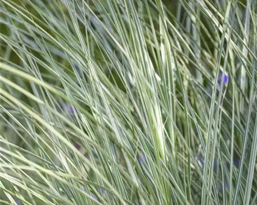 Miscanthus sinensis 'Morning Light' Miscanthus sinensis 'Morning Light'