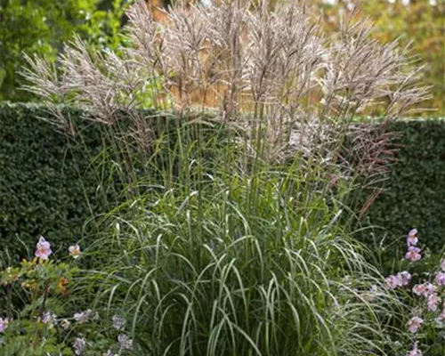 Miscanthus sinensis 'Silberspinne' Miscanthus sinensis 'Silberspinne'