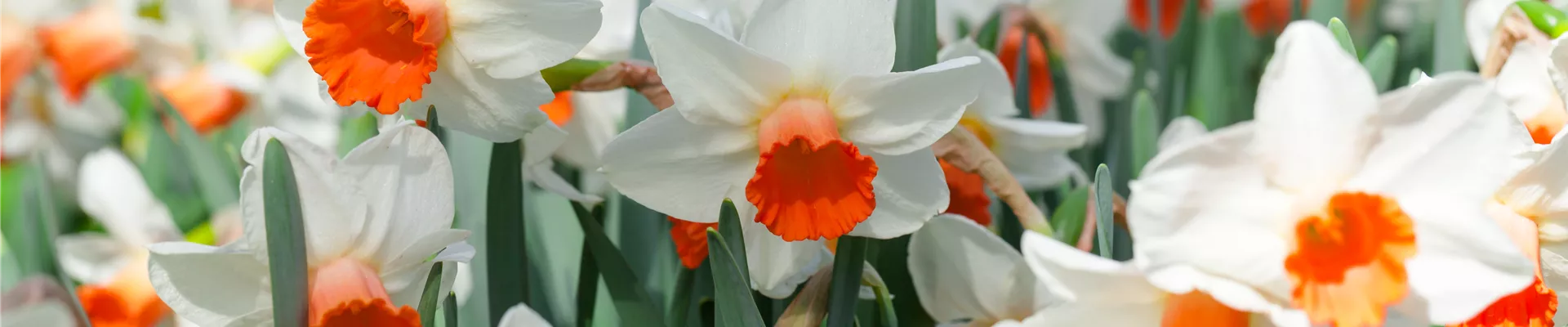 GS395008.jpg GS395008.jpg