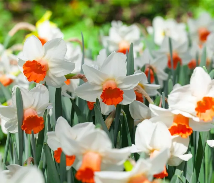 Alpenveilchen als Highlight in Haus und Garten