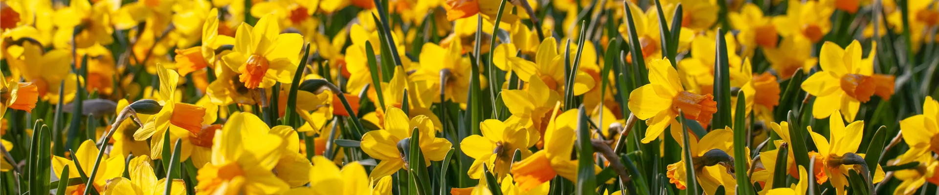 GS652615.jpg GS652615.jpg