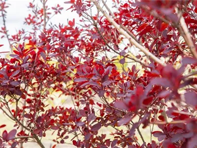 Ameise, Blattlaus und Co. – Laubgehölze vor Schädlingen schützen