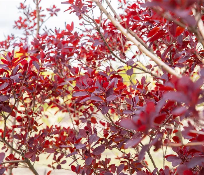Ameise, Blattlaus und Co. – Laubgehölze vor Schädlingen schützen