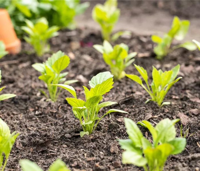 Aromatische Gartengestaltung mit Gemüse und Kräutern