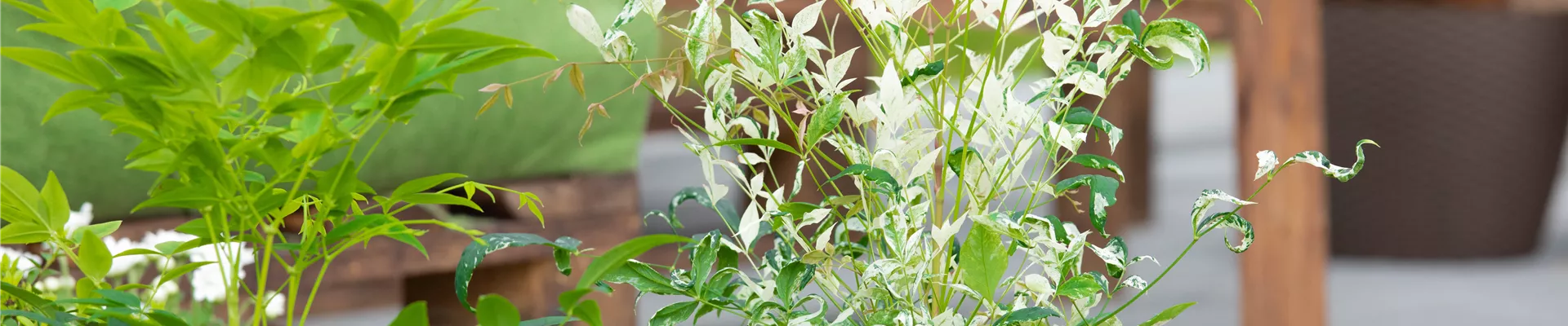 GS638573.jpg GS638573.jpg