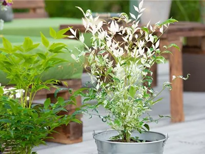 Bambus pflegen und Garten und Balkon verschönern