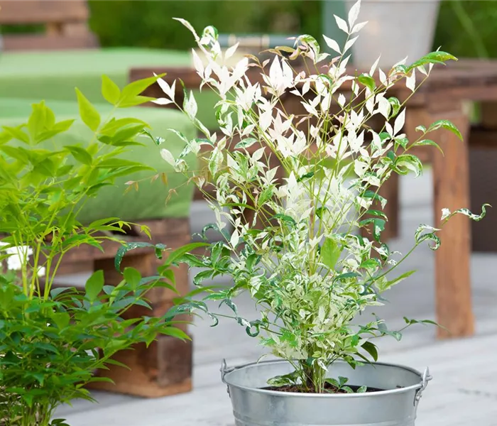 Bambus pflegen und Garten und Balkon verschönern