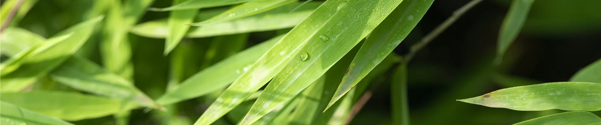 GS642424.jpg GS642424.jpg