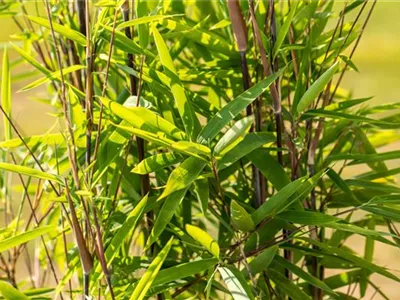 Bambus zurückschneiden und die asiatische Schönheit pflegen