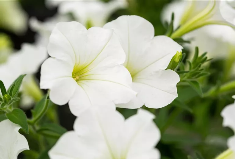 Petunia 'Bonnie White'