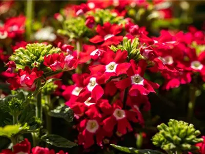 Beet und Balkon gestalten und für ein Farbenmeer sorgen