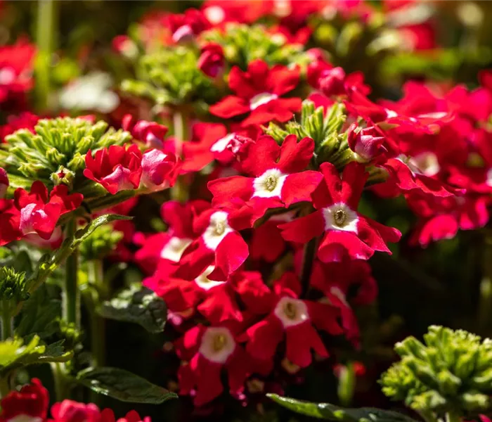 Beet und Balkon gestalten und für ein Farbenmeer sorgen