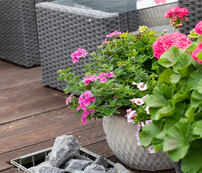 Beet- und Balkonpflanzen – Die schönsten Kandidaten