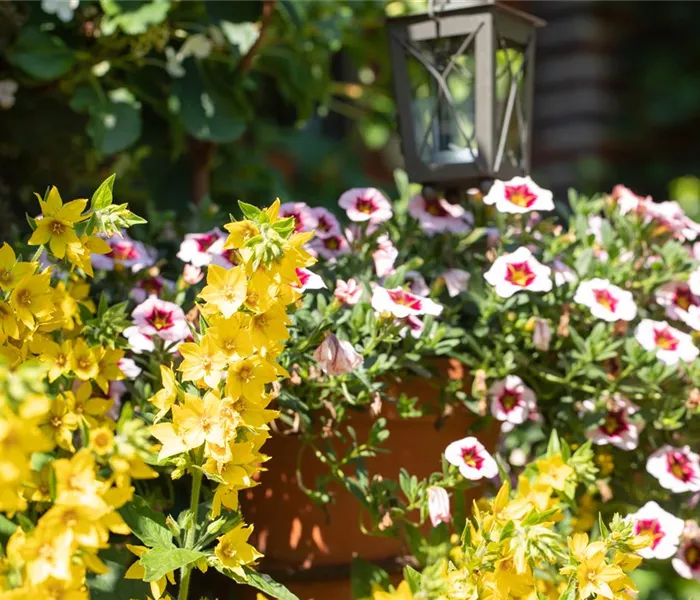 Beet- und Balkonpflanzen kaufen ist immer eine gute Idee