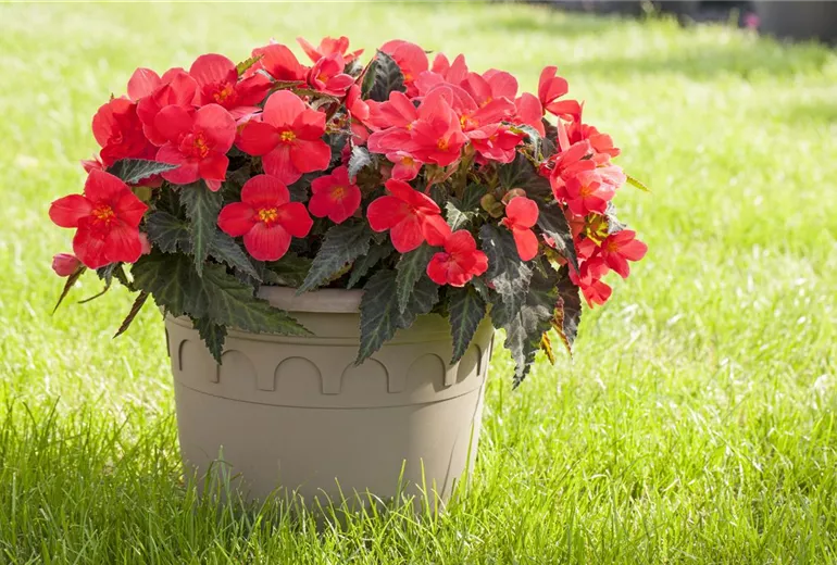 Begonia, rot