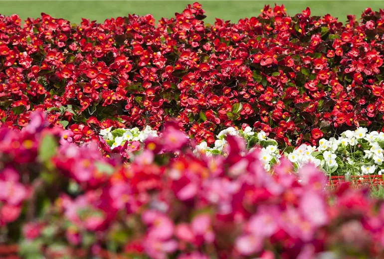 Begonia semperflorens, rot