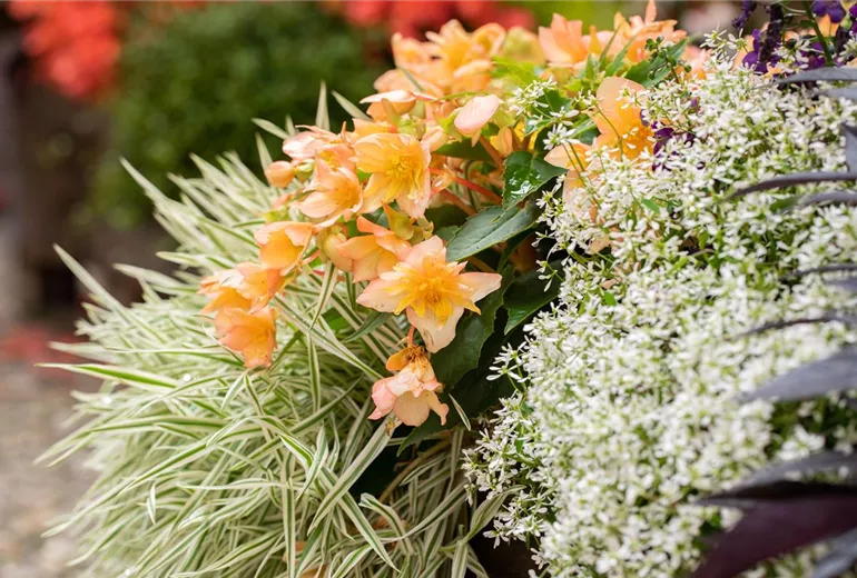 Begonia SUMMERWINGS™