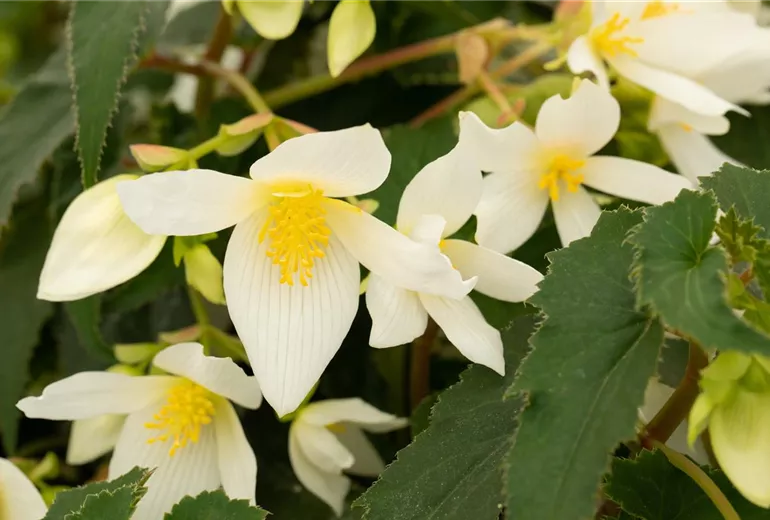 Begonia boliviensis 'Shine Bright™ White'