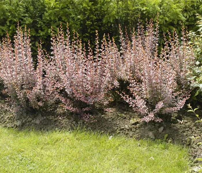 Berberitzen bereichern den Garten in jeder Hinsicht