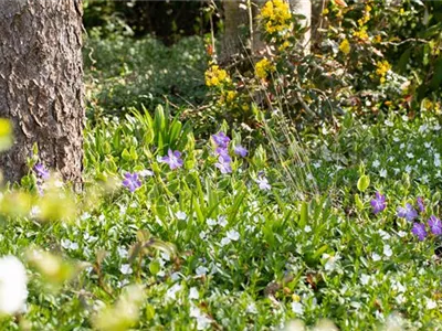 Bodendecker als grüner und blühender Gartenteppich