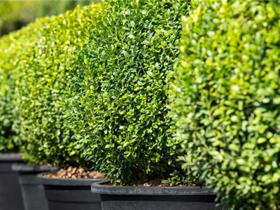 Buchsbaum pflanzen und pflegen lohnt sich 