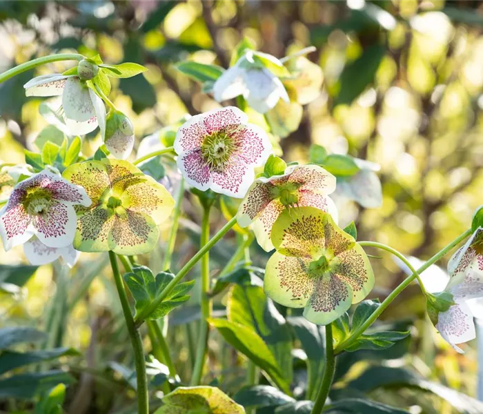 Christrosen pflanzen und für elegante Blüten sorgen