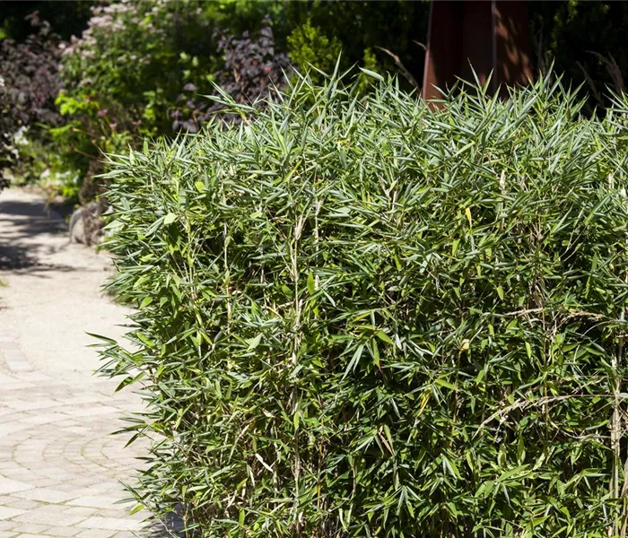 Bambus kaufen und einen Hauch Fernost genießen